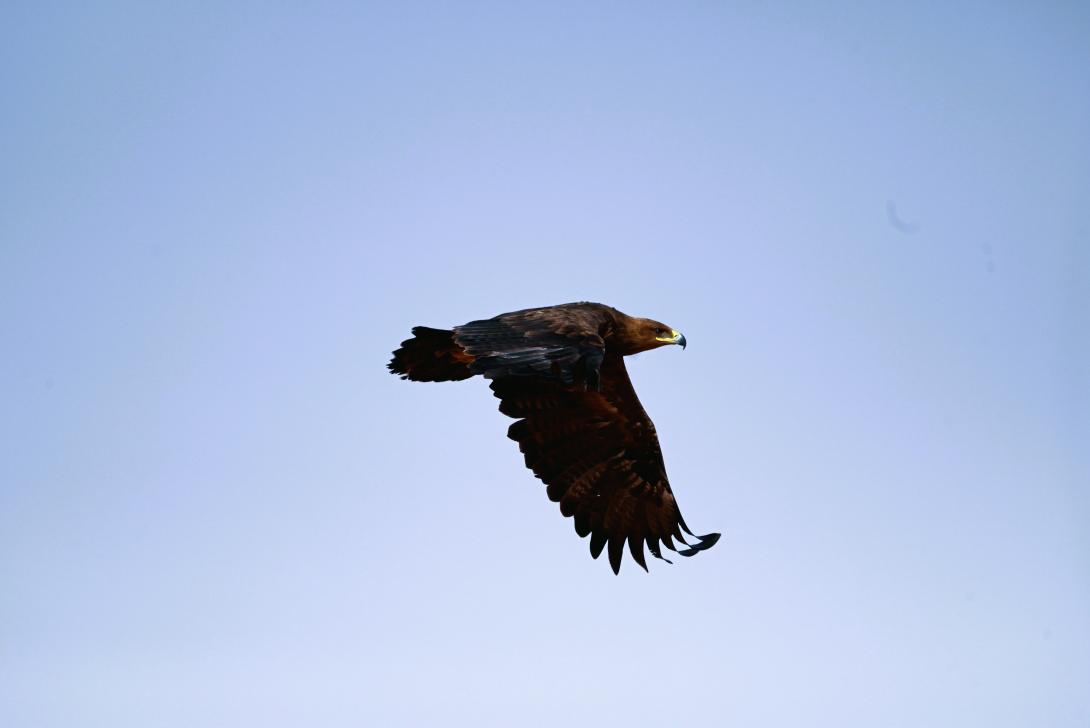steppe eagle 