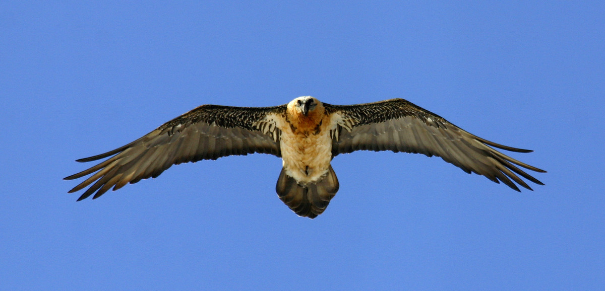 Bearded Vulture © András Kovács, www.raptorimages.hu